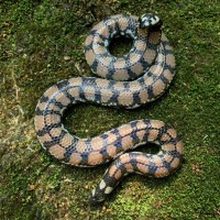 Cylindrophis maculata Linnaeus, 1758